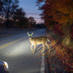 Deer-Vehicle Collisions: Avoiding Crashes During Fall Rut Season