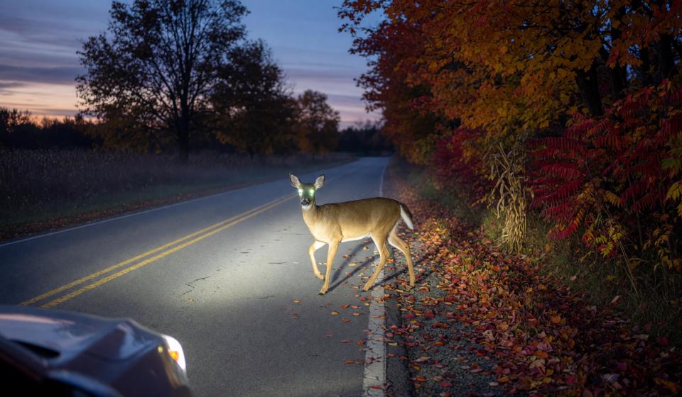 Deer-Vehicle Collisions: Avoiding Crashes During Fall Rut Season