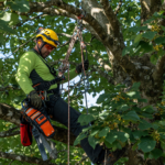 Professional arborist working high in a tree, secured by a climbing rope and harness with a helmet, illustrating climbing rope safety.