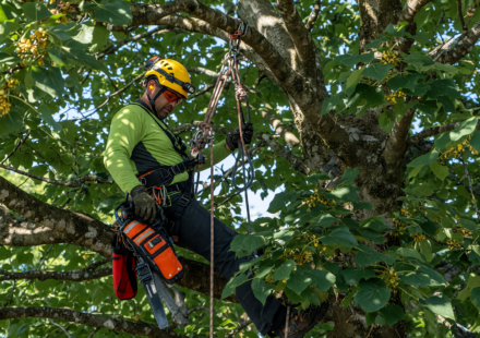 Professional arborist working high in a tree, secured by a climbing rope and harness with a helmet, illustrating climbing rope safety.